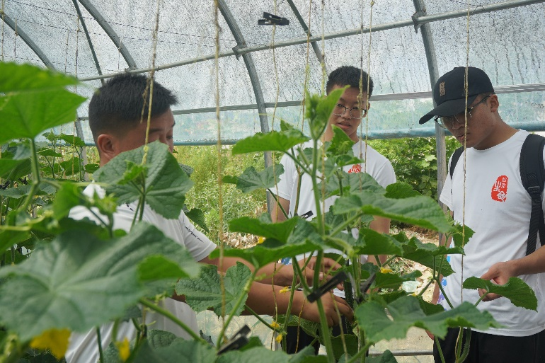 k8凯发社会实践团“红耀兴农先锋队”在 靖远北湾感受乡村振兴致富路